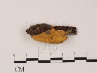 登錄號:F0011304藏品圖，第1張