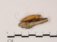 登錄號:F0011304藏品圖，第3張