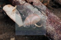 Accession Number:F0011304 Collection Image, Figure 4, Total 8 Figures