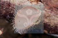 Accession Number:F0011304 Collection Image, Figure 5, Total 8 Figures