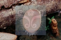 Accession Number:F0011304 Collection Image, Figure 6, Total 8 Figures