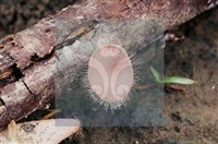 Accession Number:F0011304 Collection Image, Figure 8, Total 8 Figures