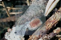 登錄號:F0011304藏品圖，第9張