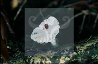 登錄號:F0011305藏品圖，第4張