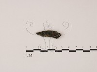 登錄號:F0011311藏品圖，第3張