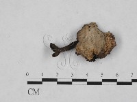 登錄號:F0011312藏品圖，第3張