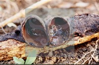 登錄號:F0011312藏品圖，第4張