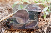 登錄號:F0011312藏品圖，第6張