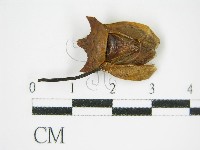 登錄號:F0011315藏品圖，第3張