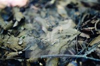 登錄號:F0011315藏品圖，第5張