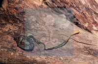 登錄號:F0011315藏品圖，第6張