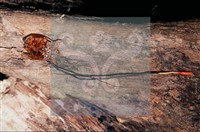 登錄號:F0011315藏品圖，第7張