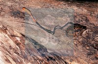 登錄號:F0011315藏品圖，第8張