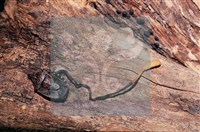 登錄號:F0011315藏品圖，第9張