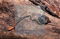 登錄號:F0011315藏品圖，第10張