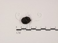 登錄號:F0011319藏品圖，第1張