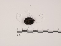 登錄號:F0011319藏品圖，第3張