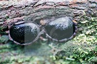 登錄號:F0011319藏品圖，第4張