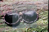 登錄號:F0011319藏品圖，第5張