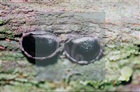 登錄號:F0011319藏品圖，第6張