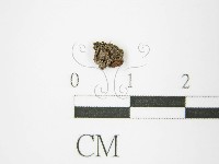 登錄號:F0011320藏品圖，第1張