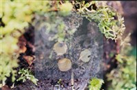 Accession Number:F0011320 Collection Image, Figure 5, Total 5 Figures