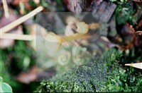 登錄號:F0011322藏品圖，第4張