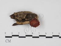 登錄號:F0011327藏品圖，第1張