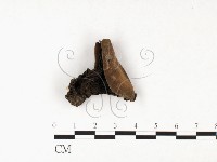 登錄號:F0011338藏品圖，第1張