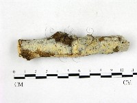 登錄號:F0011340藏品圖，第1張