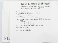 珊瑚菌屬藏品圖，第2張