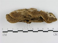 登錄號:F0011343藏品圖，第3張