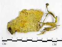 登錄號:F0011344藏品圖，第1張