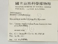 糖圓齒菌藏品圖，第2張