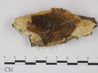 糖圓齒菌藏品圖，第1張