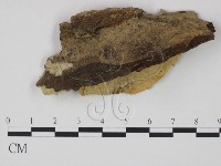 糖圓齒菌藏品圖，第3張