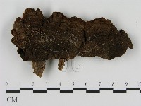 刺革菌屬藏品圖，第3張