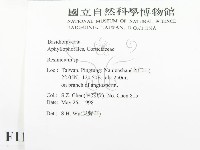 樹脂殼菌屬藏品圖，第2張