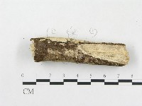 樹脂殼菌屬藏品圖，第3張