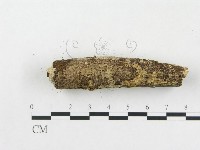 樹脂殼菌屬藏品圖，第4張