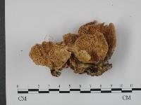 登錄號:F0011366藏品圖，第1張