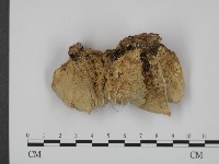 登錄號:F0011366藏品圖，第3張