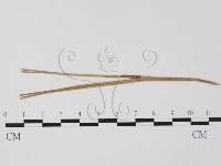 登錄號:F0011368藏品圖，第1張