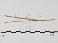 登錄號:F0011368藏品圖，第3張