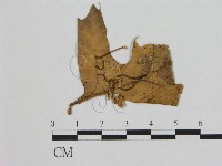登錄號:F0011382藏品圖，第1張