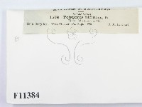登錄號:F0011384藏品圖，第3張