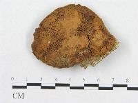 登錄號:F0011384藏品圖，第1張