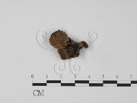 登錄號:F0011385藏品圖，第1張