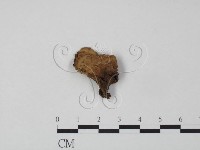 登錄號:F0011385藏品圖，第3張