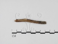 登錄號:F0011387藏品圖，第3張